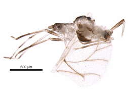 Image of Mesocallis