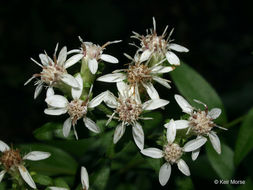 Image of toothed whitetop aster