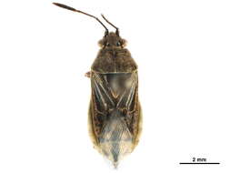 Image of Stictopleurus