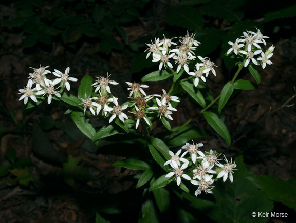 Image of toothed whitetop aster