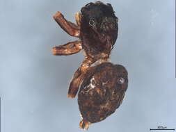 Image of Pseudeuophrys