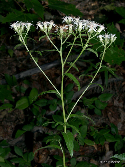 Image of toothed whitetop aster