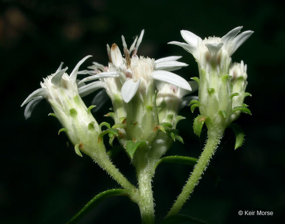 Image of toothed whitetop aster
