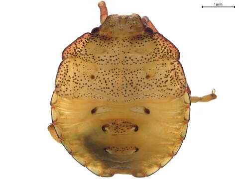 Image of Acanthosoma