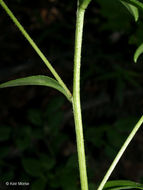 Image of toothed whitetop aster