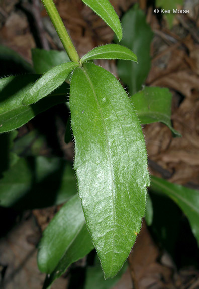 Image of toothed whitetop aster