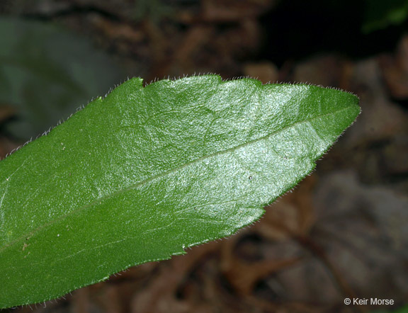 Image of toothed whitetop aster