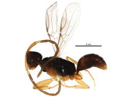 Image of Embolemidae
