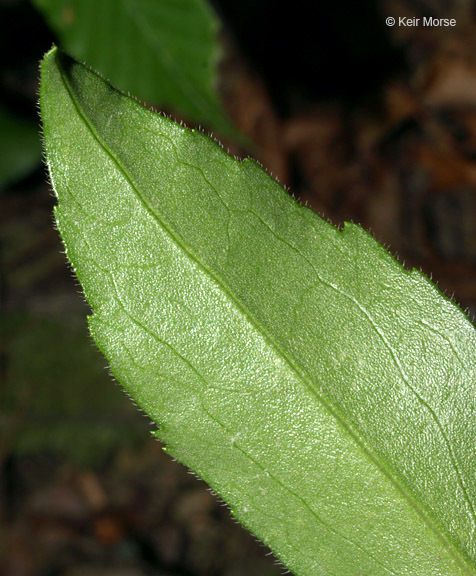 Image of toothed whitetop aster