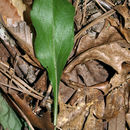 Image of toothed whitetop aster