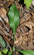 Image of toothed whitetop aster