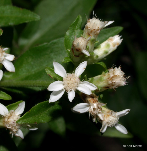 Image of toothed whitetop aster