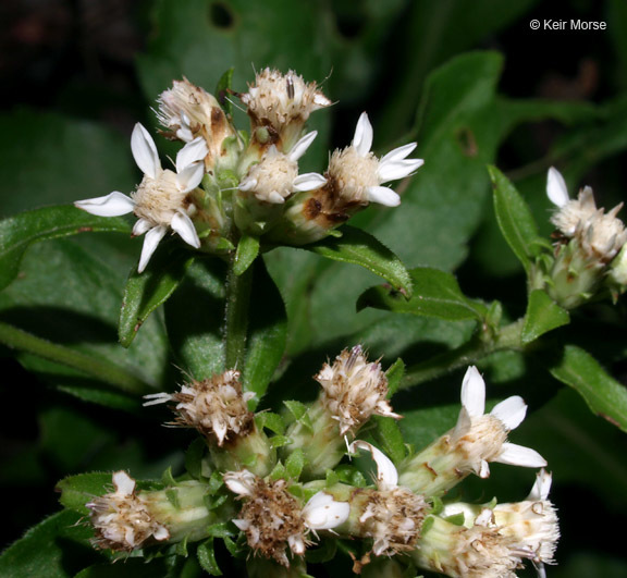 Image of toothed whitetop aster