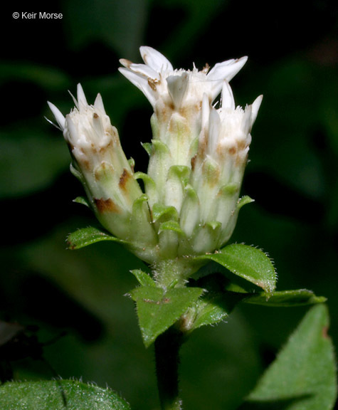 Image of toothed whitetop aster