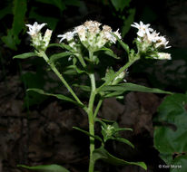 Image of toothed whitetop aster