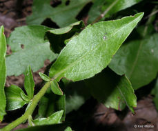 Image of toothed whitetop aster