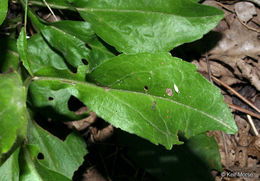 Image of toothed whitetop aster