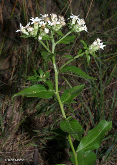 Image of toothed whitetop aster