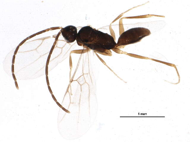 Image of Embolemidae