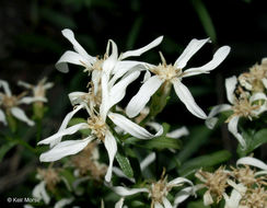 Image of narrowleaf whitetop aster