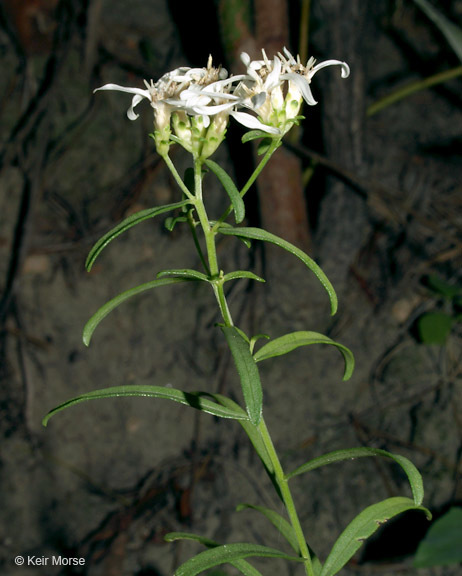 Image of narrowleaf whitetop aster