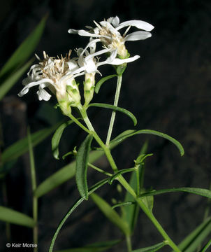 Image of narrowleaf whitetop aster