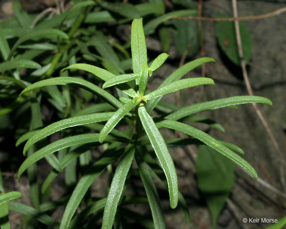 Image of narrowleaf whitetop aster