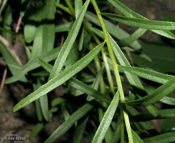 Image of narrowleaf whitetop aster