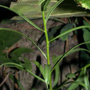 Image de Sericocarpus linifolius (L.) B. S. P.