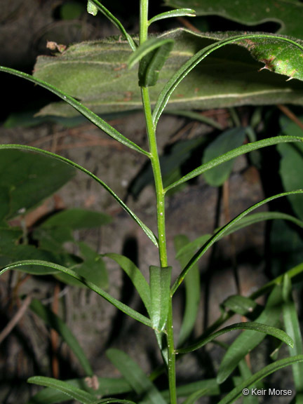 Image de Sericocarpus linifolius (L.) B. S. P.