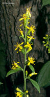 Image of Broad-leaved goldenrod