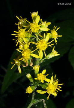 Image of Broad-leaved goldenrod