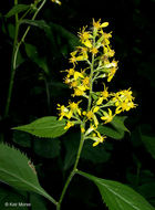 Image of Broad-leaved goldenrod