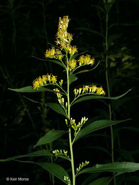 Image of giant goldenrod