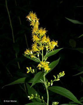 Image of giant goldenrod