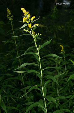 Image of giant goldenrod