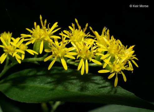 Image of giant goldenrod