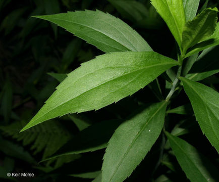 Image of giant goldenrod