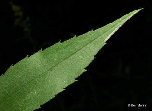 Image of giant goldenrod