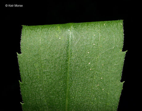 Imagem de Solidago gigantea Ait.