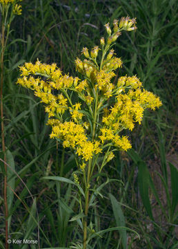 Image of Missouri goldenrod