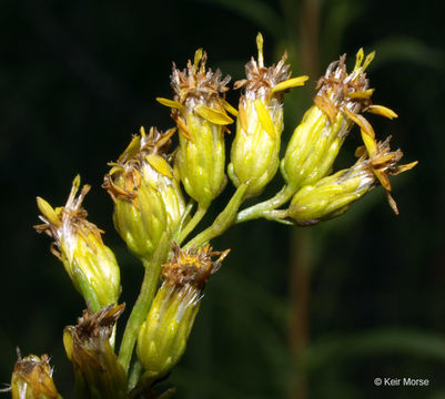 Image of Missouri goldenrod