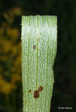 Image of Missouri goldenrod