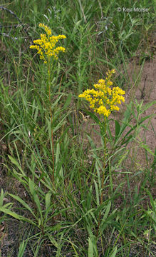 Imagem de Solidago missouriensis Nutt.