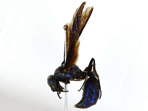 Image of armadillo wasp