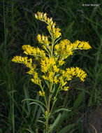 Image of Missouri goldenrod