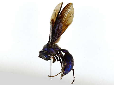 Image of armadillo wasp