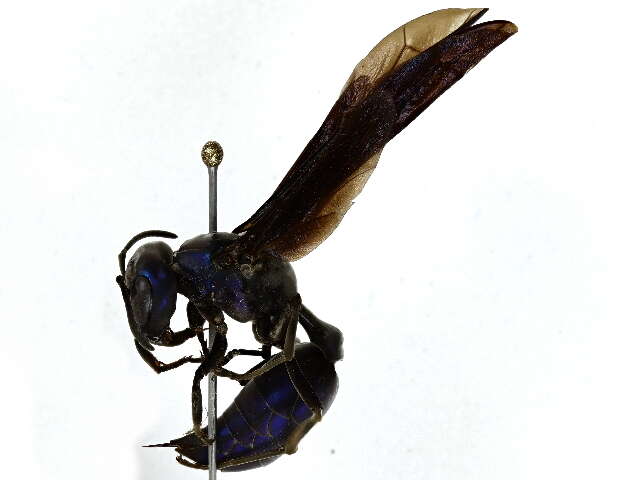 Image of armadillo wasp