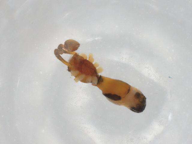 صورة Coleosoma