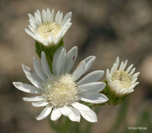 Image of prairie goldenrod